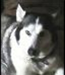 SaveAllTheAnimals65