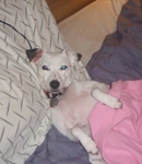 dogg_chick878