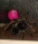 Cally [=