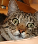 Emiwwe