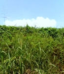 Kila