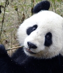 Carlos Panda