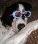 animallover26