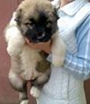 rocsy