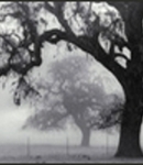 Everlasting_Grey