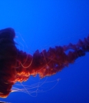 Jr. Marine Biologist