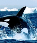 ilovemywhales12