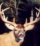 Codman