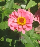 linda
