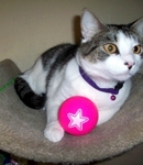 Angie says REQUEST ASPCA!