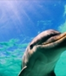 dolphinluvr