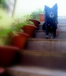 Harshini