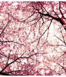 *cherry*blossom*girl*
