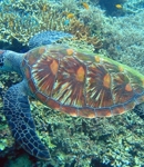 ertleturtle