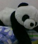 steffi