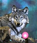 Night Wolf