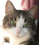 AnimalDefender