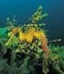 seahorse