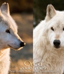 Crystalwolf78