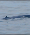 EnhydraLutris