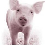 Pigs Are Friends Not Food
