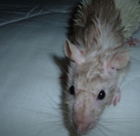 Rat25