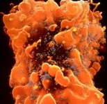 orangelibralady