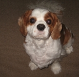 Emmy