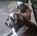 Roxy_n_Pearl