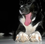 Negra