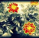 peace_love_happiness