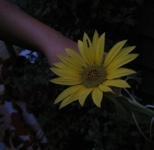 loveveryone