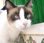 Txema