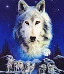 wolfdcg