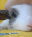 RemonTheBunny